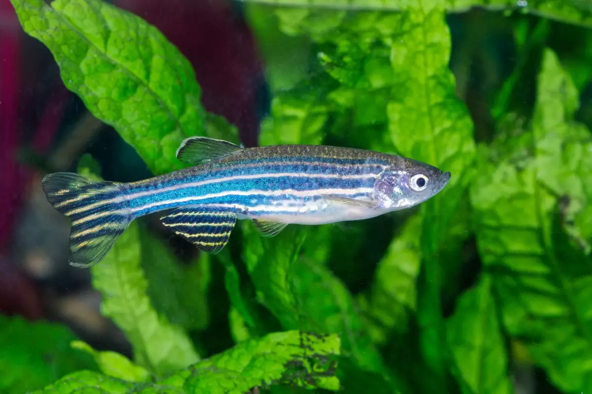 Adult zebrafish aquarium green plants