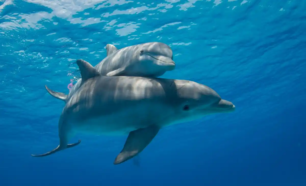 Bottlenose dolphins swimming social interaction