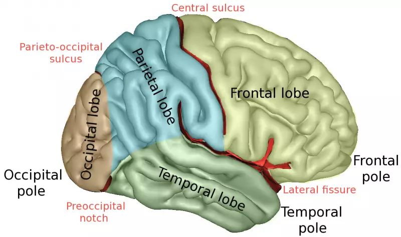 Brain lobes lateral view