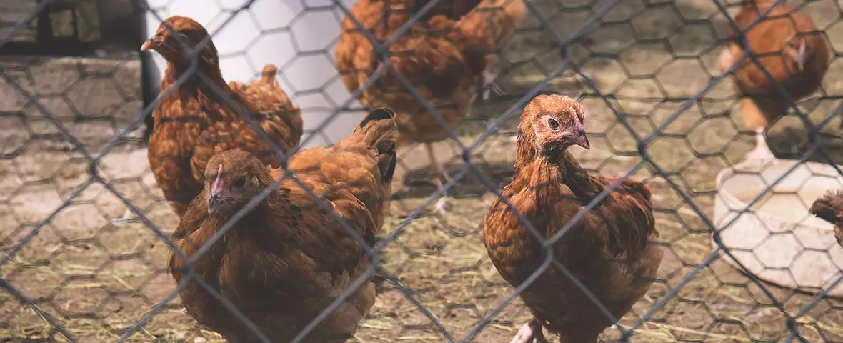 Brown chickens in the fence