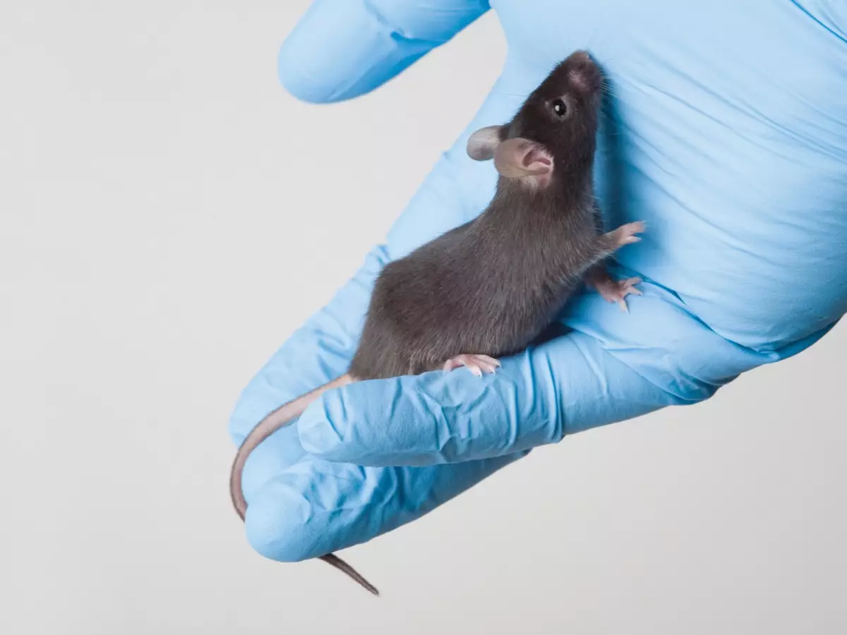 Brown mouse on a blue gloved hand