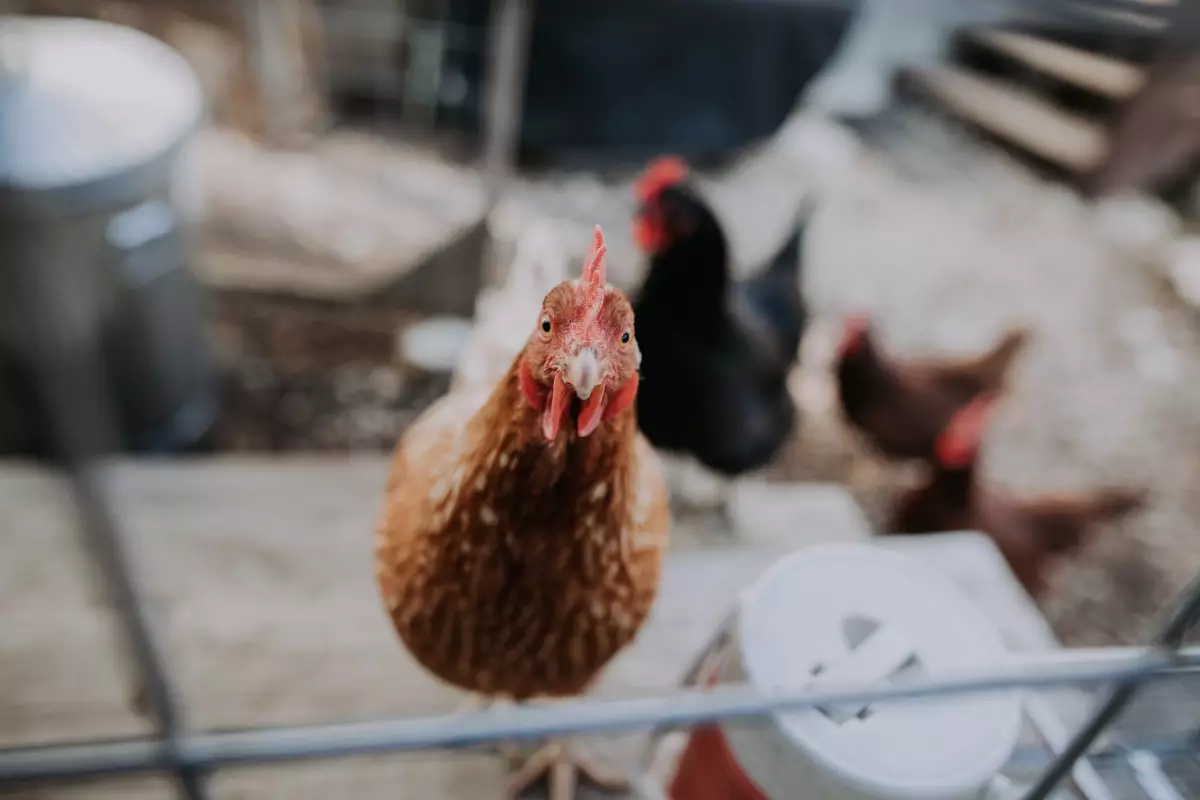Chicken poultry looking into camera