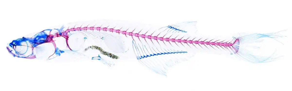 Danionella cerebrum translucent fish Ralf Britz