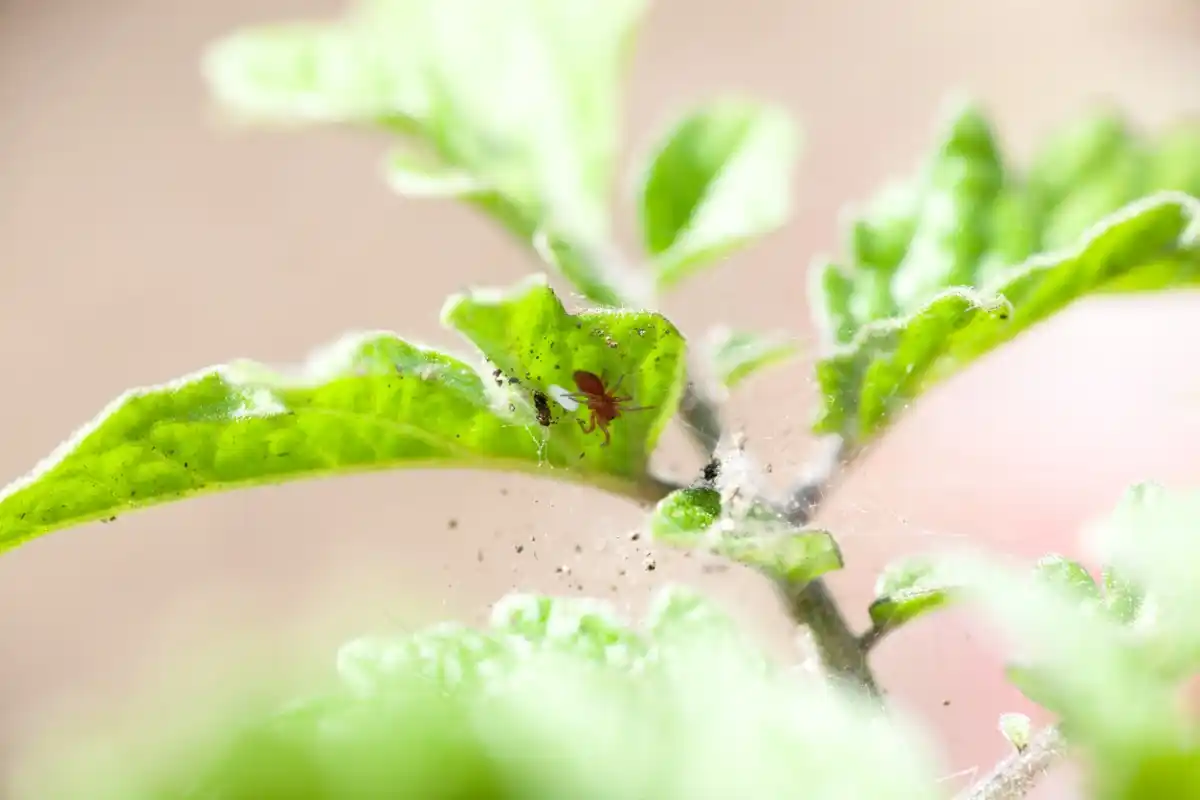 Entomology insect red mite spider tomato plant