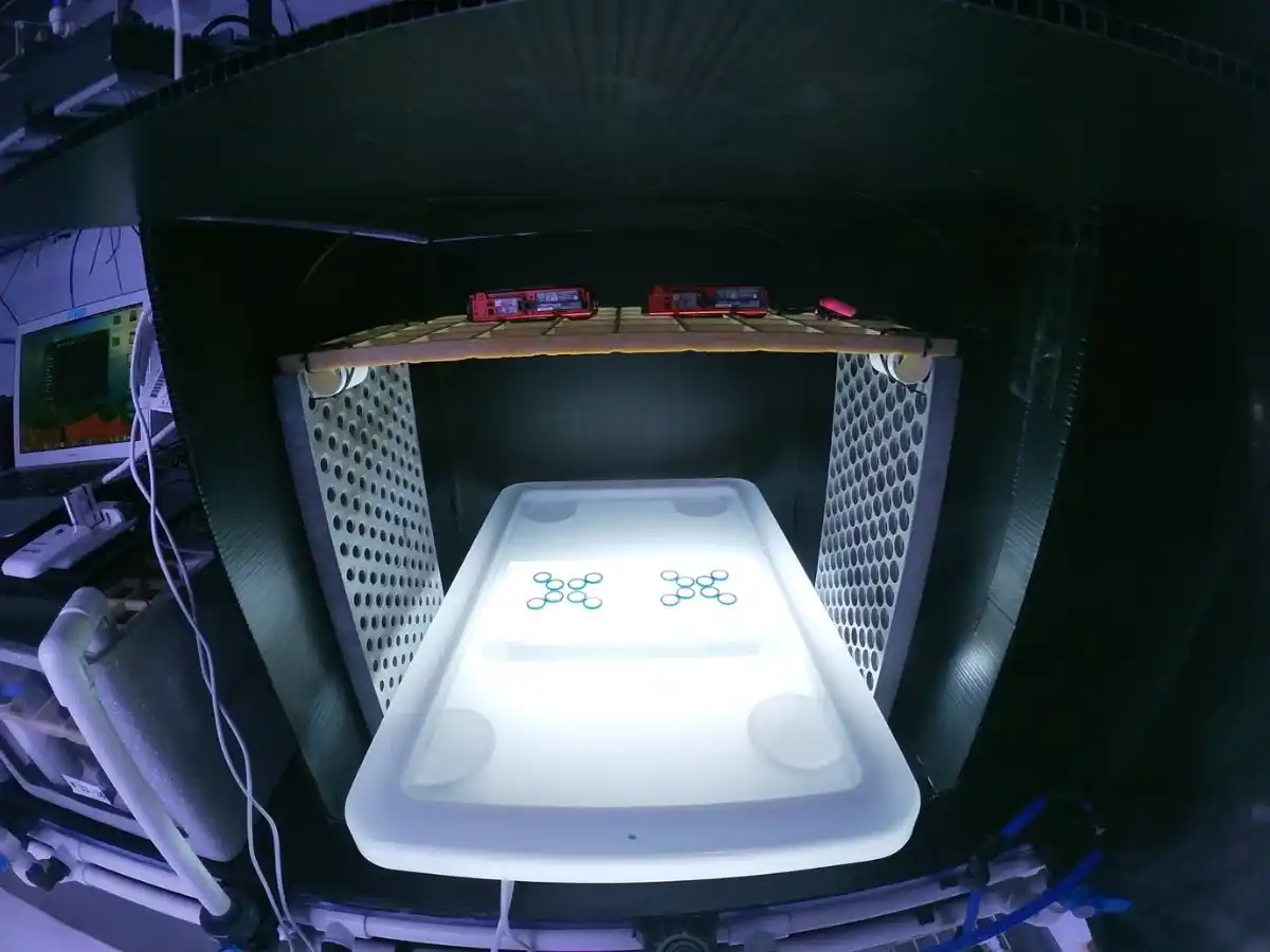 EthoVision coral larvae setup by Lisa Röpke