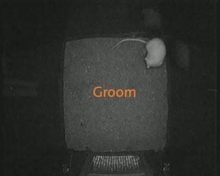 ethovision rat behavior recognition groom