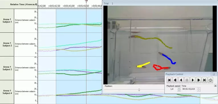 EthoVision zebrafish tracking