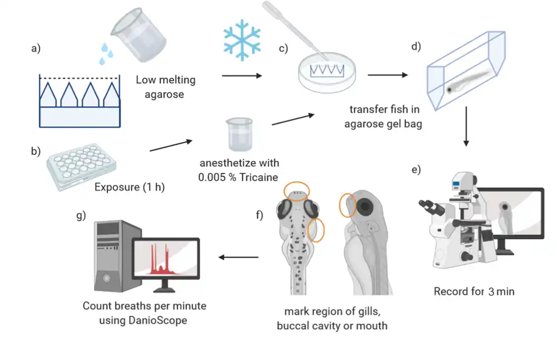 Experimental workflow