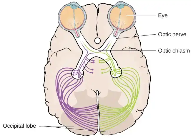Eye brain anatomy