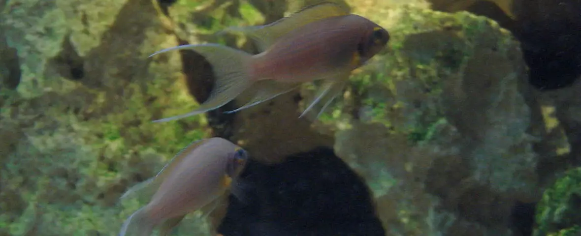 Fish neolamprologus pulcher