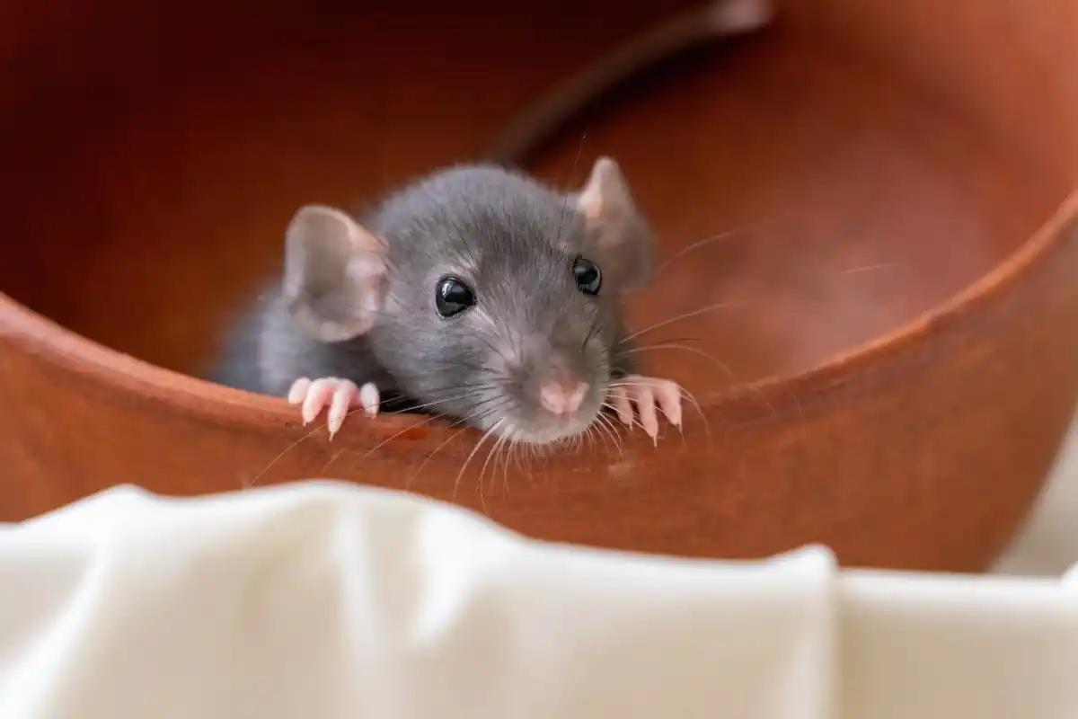 Grey mouse in brown bowl