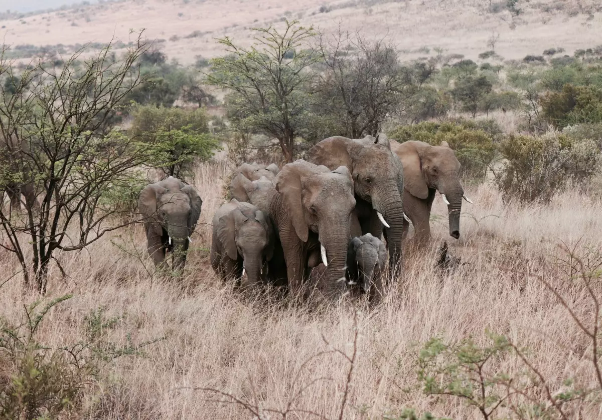Group of elephants with young