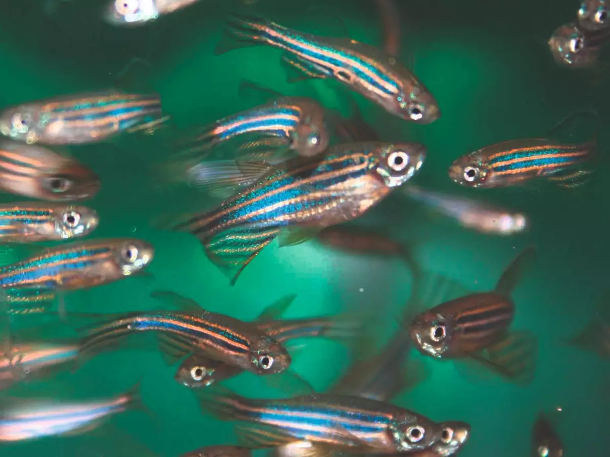Group of zebrafish