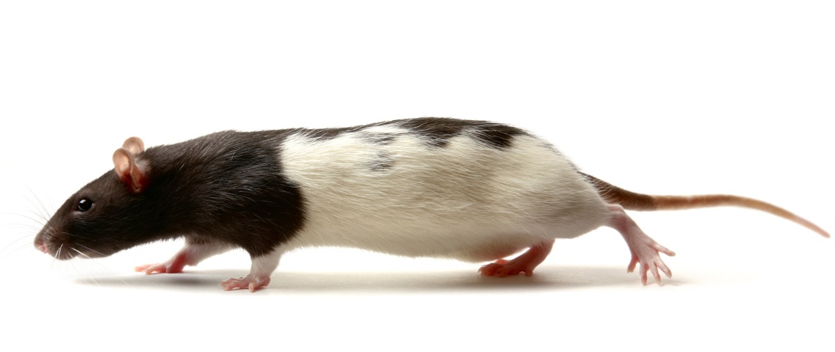 Hooded rat white background Long evans