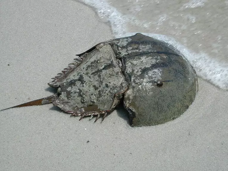 horseshoe crab sand water