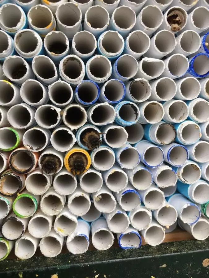 Mason bees