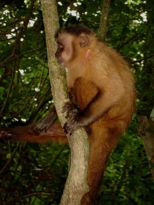 Monkey in tree - Lauro Sirgado