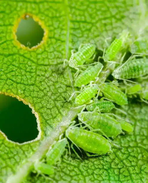 News flash entolab aphids