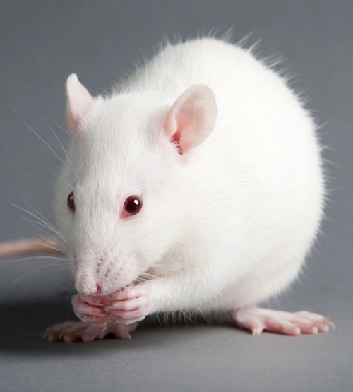 Novel object recognition rat