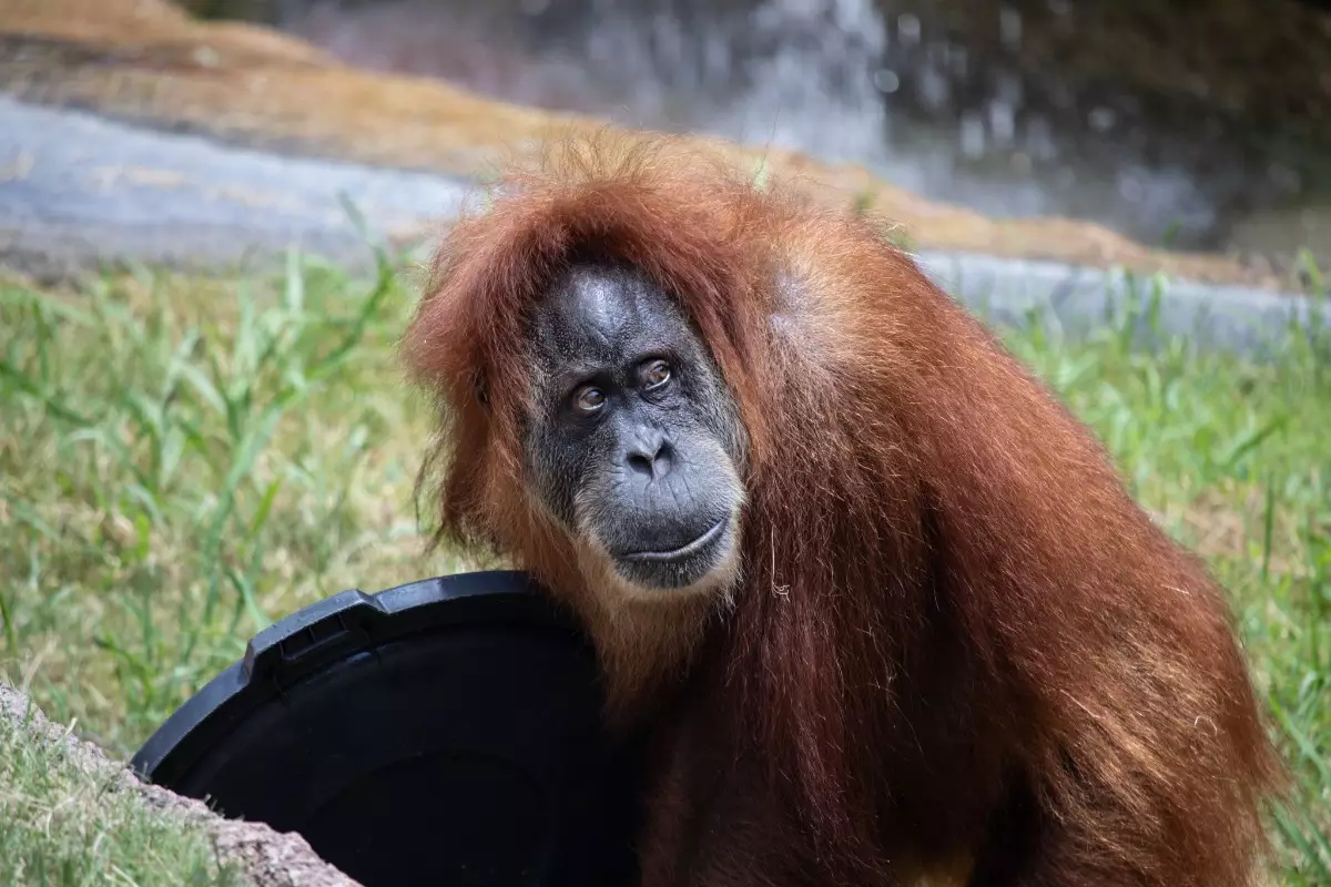 Orangutan monkey ape food