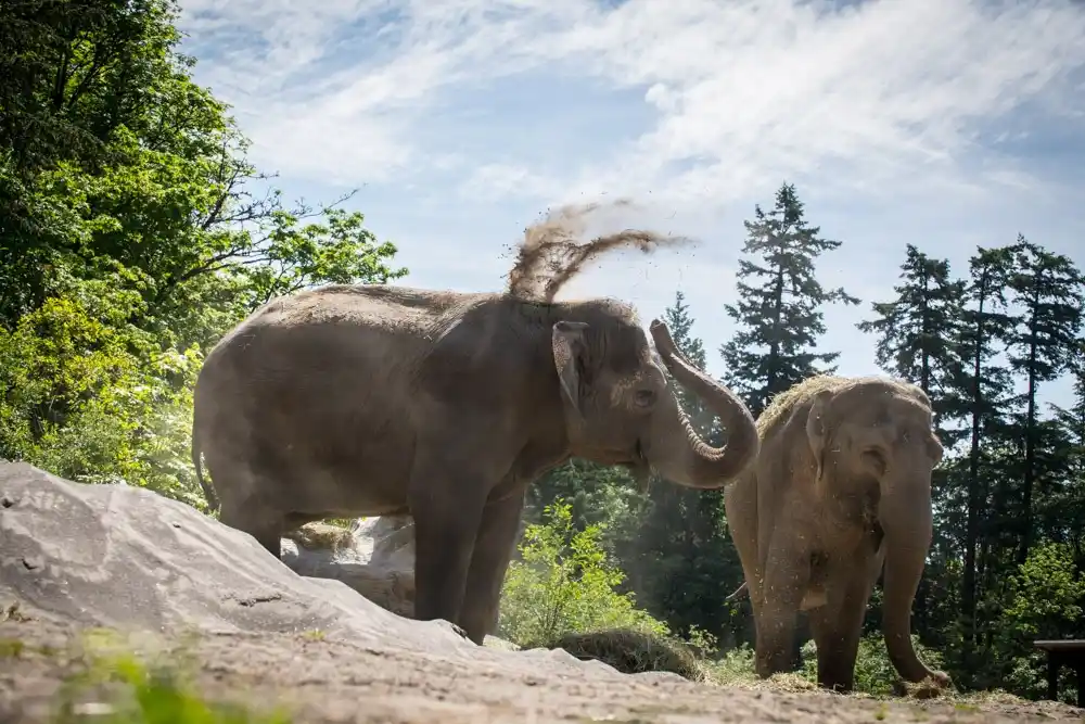 Oregon Zoo elephants