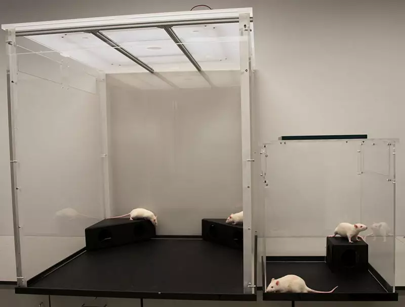 PhenoTyper 9000 compared to PhenoTyper 4500 social with shelter rat