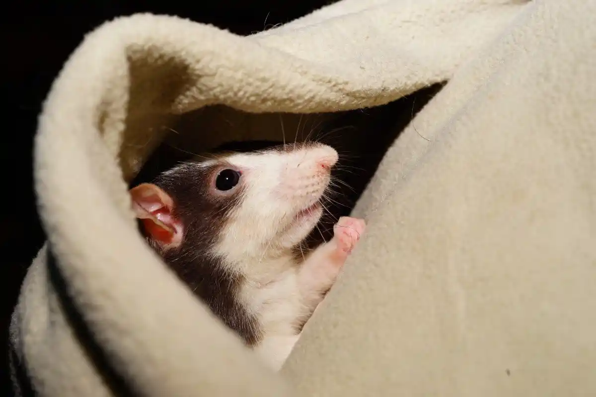 Rat in blanket