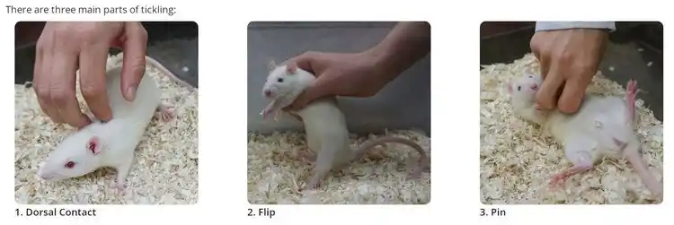 Rat tickling