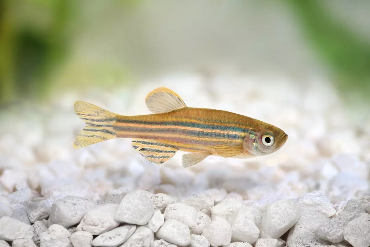 Single zebrafish in adult aquarium