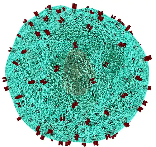 T-helper cell