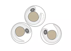 Toxicology embryos zebrafish drawing