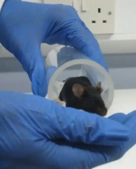 Tunnel handling mouse