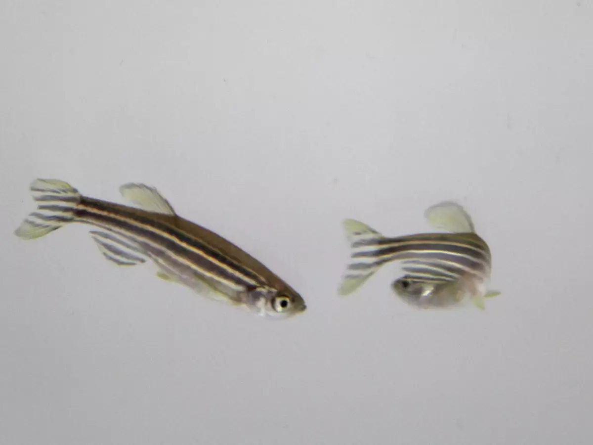 Two zebrafish chasing each other