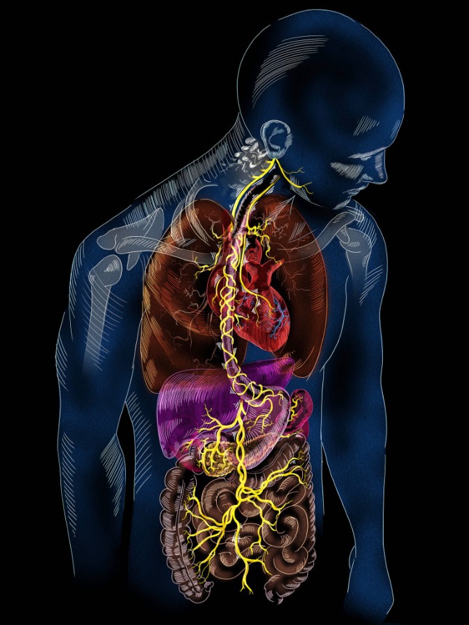 Vagus nerve