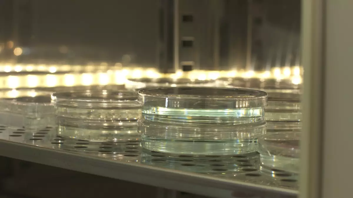 Well plate petri dish with zebrafish