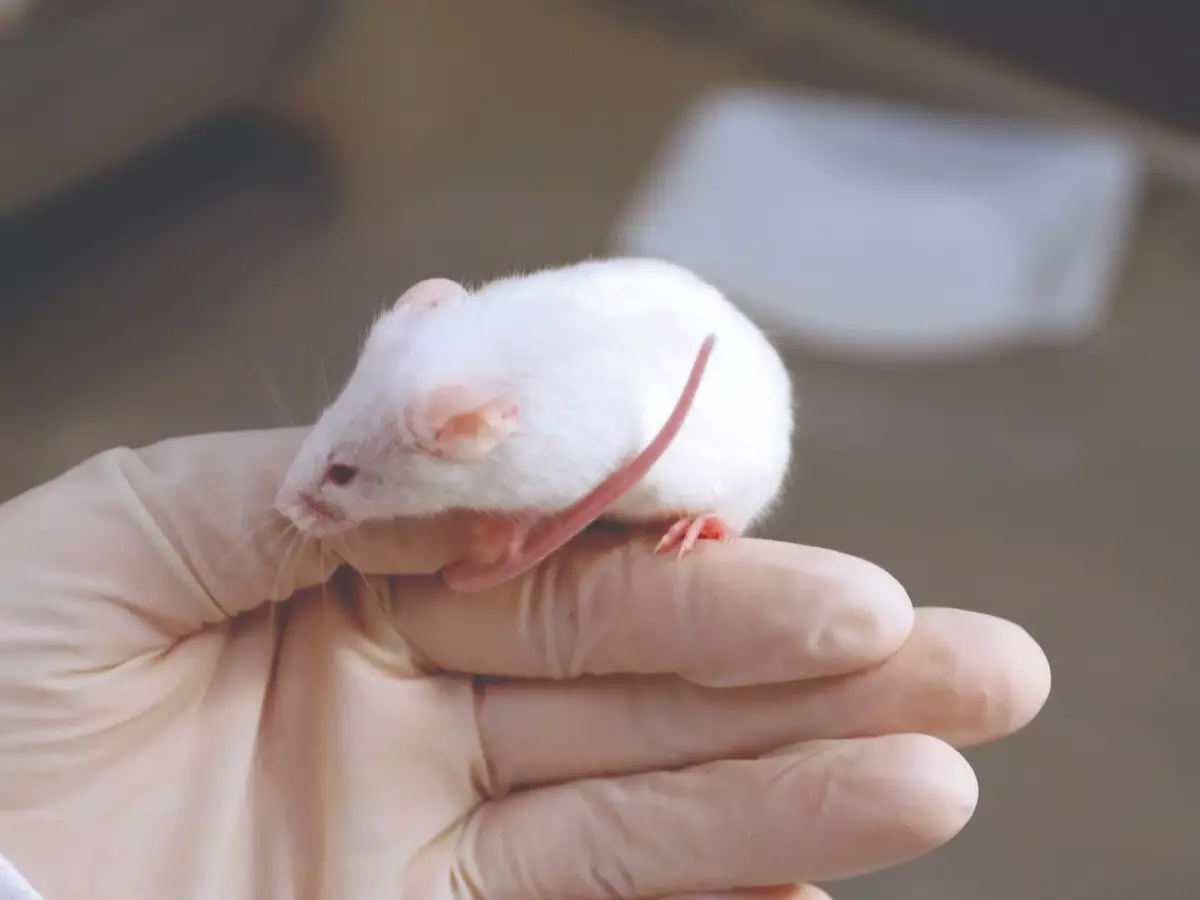 White mouse on a white gloved hand