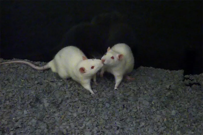 White rats nose to nose on black background