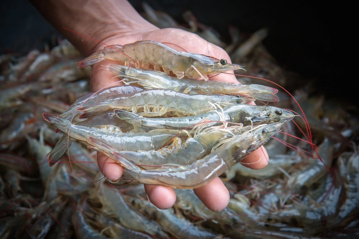 Studying shrimp feeding behavior