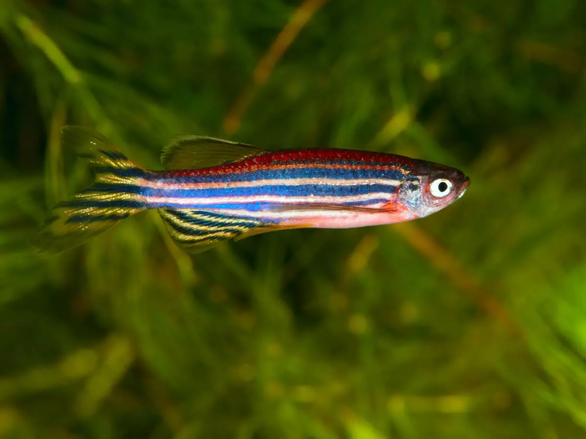 Zebrafish in an aquarium with green waterplants