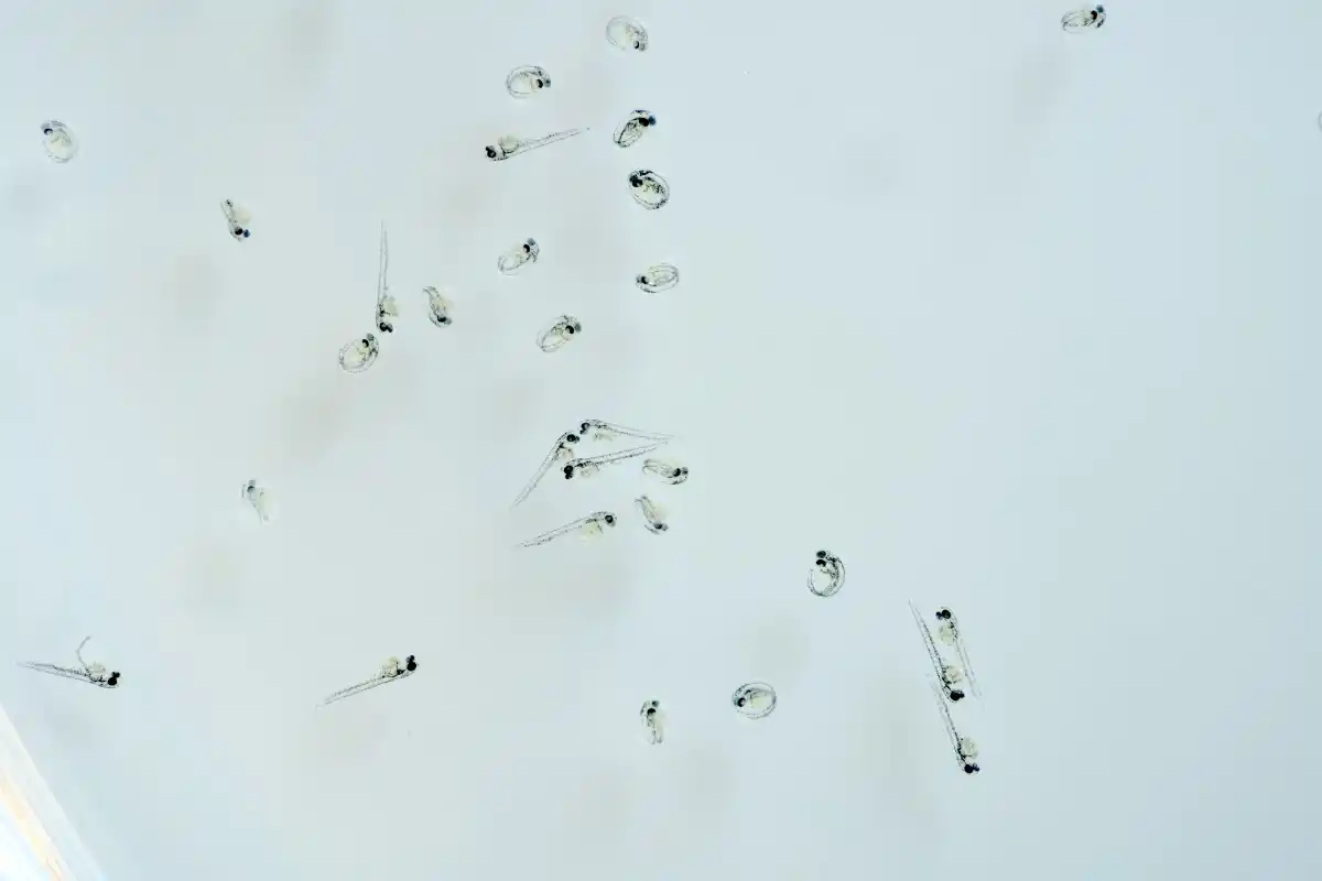 Zebrafish larvae embryo