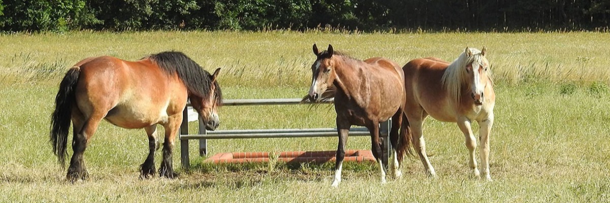 horse-training-methods-behavioral-analysis-noldus