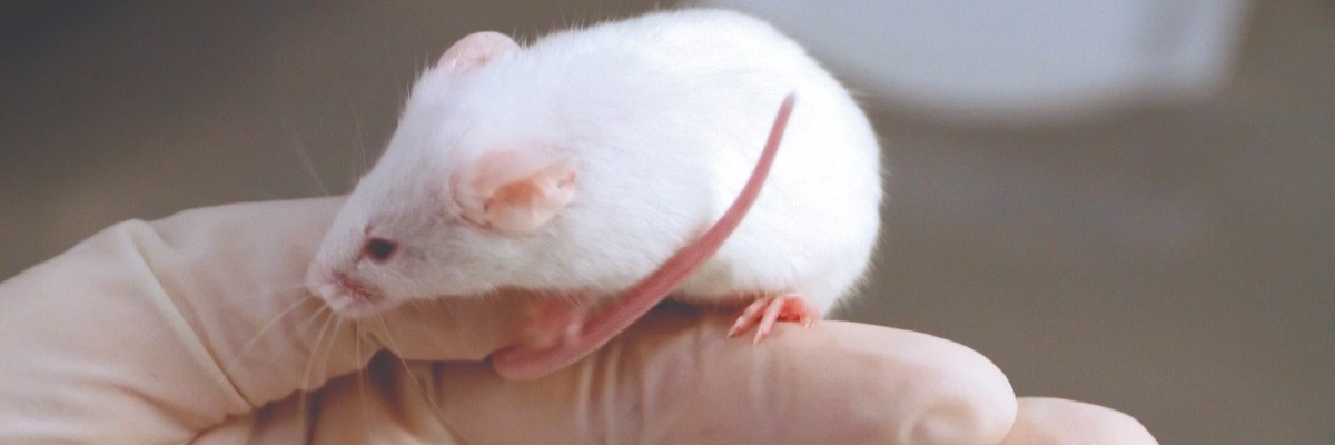 How to really challenge mice cerebellar plasticity | Noldus