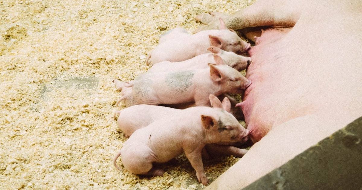 Mixing sows: the aggression and stress of group housing | Noldus