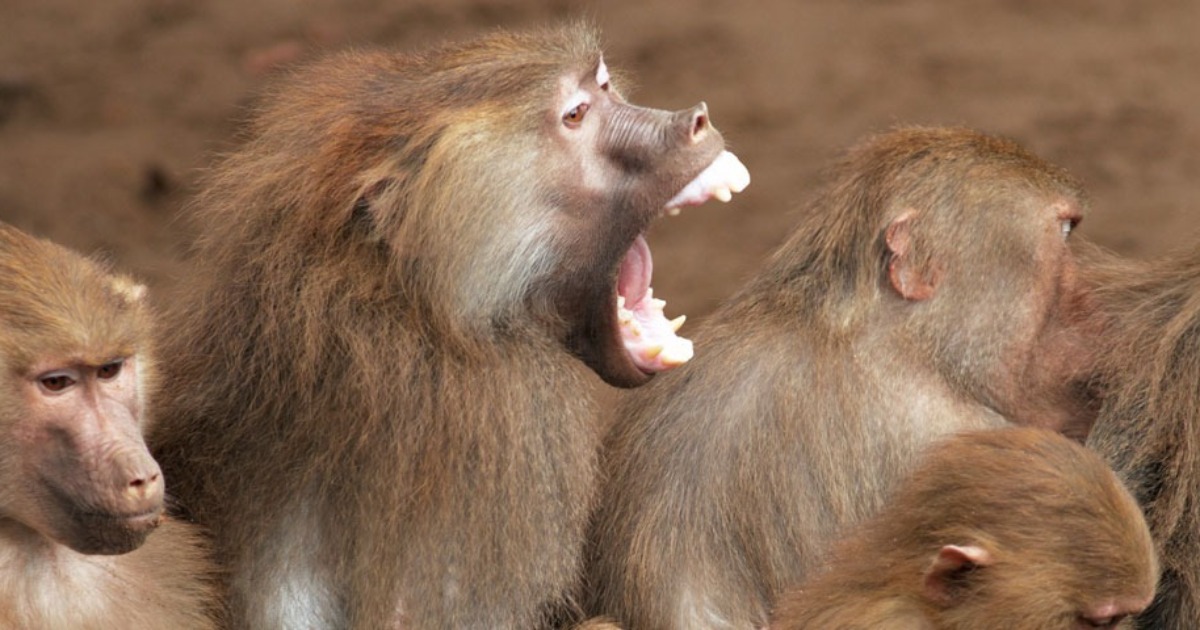 primate-behavior-3-blog-posts-noldus