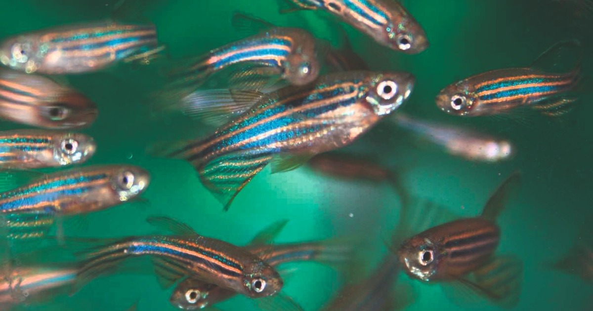 Social behavior of zebrafish | Noldus