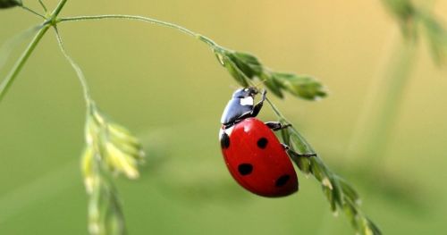 Ladybugs and lacewings do not spy on their prey’s alarm pheromone