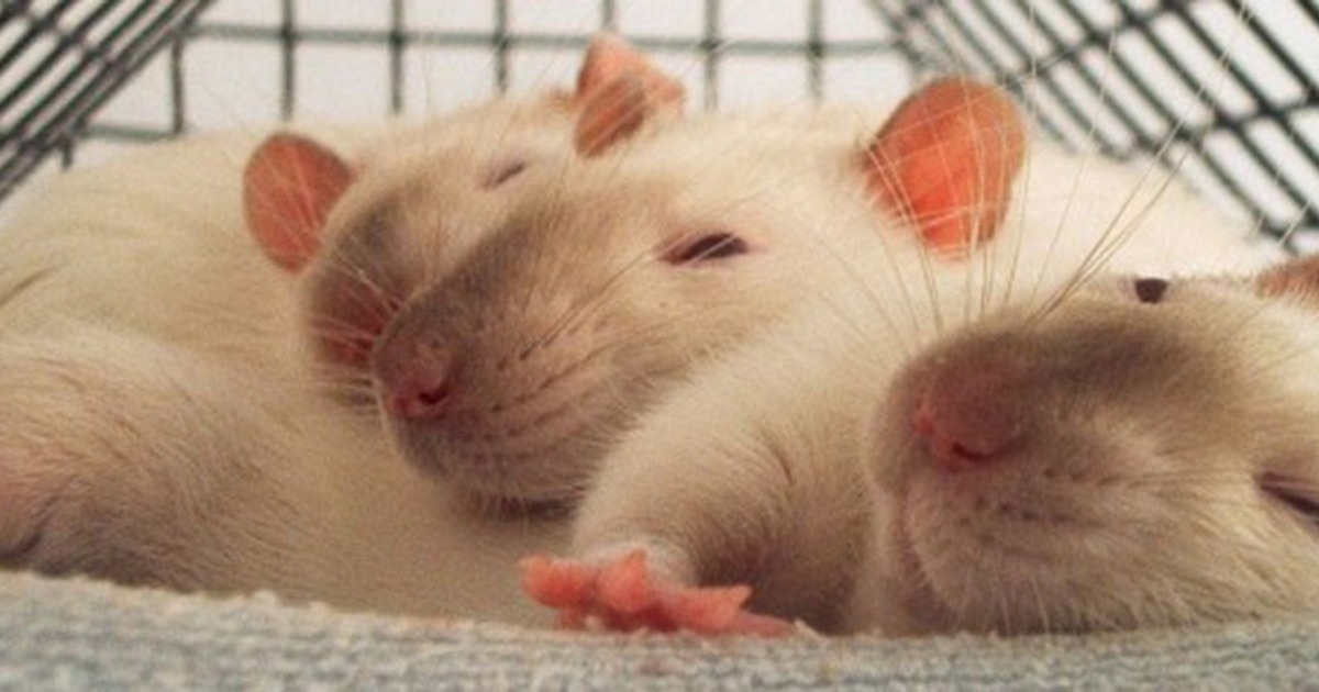 Why Rats Help Other Rats Noldus