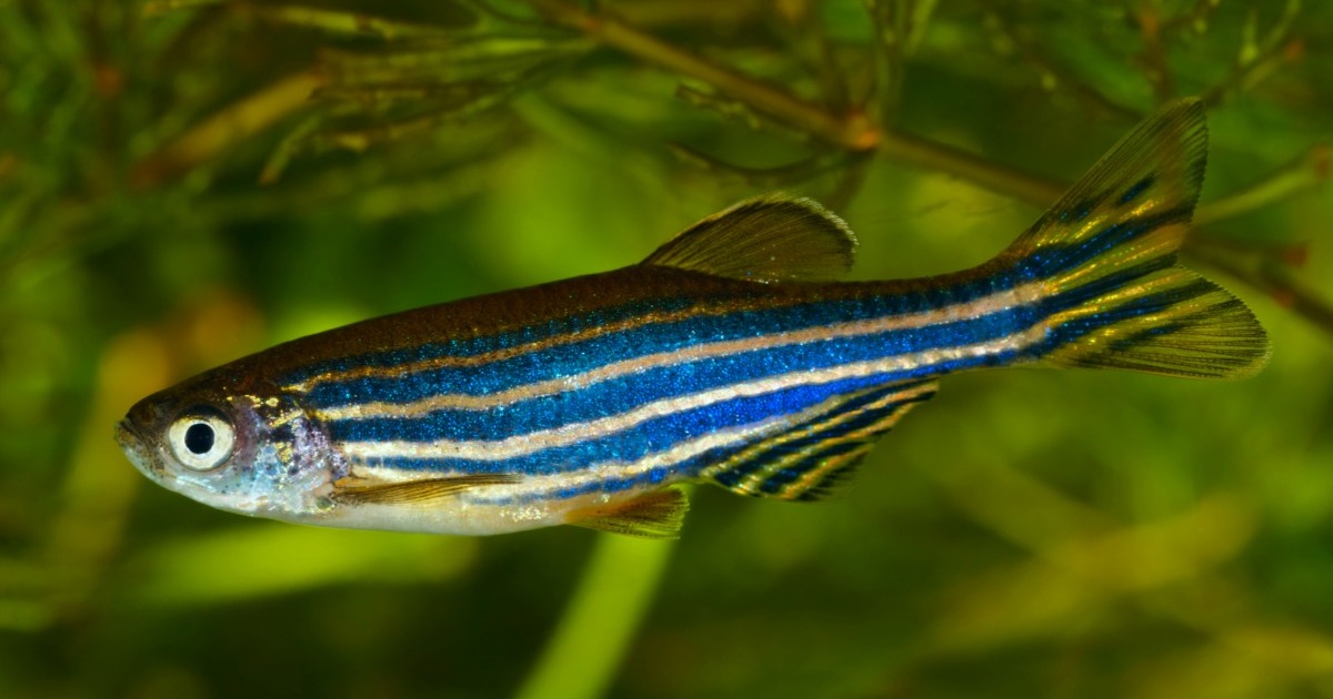 Zebrafish research growing demands in South America Noldus