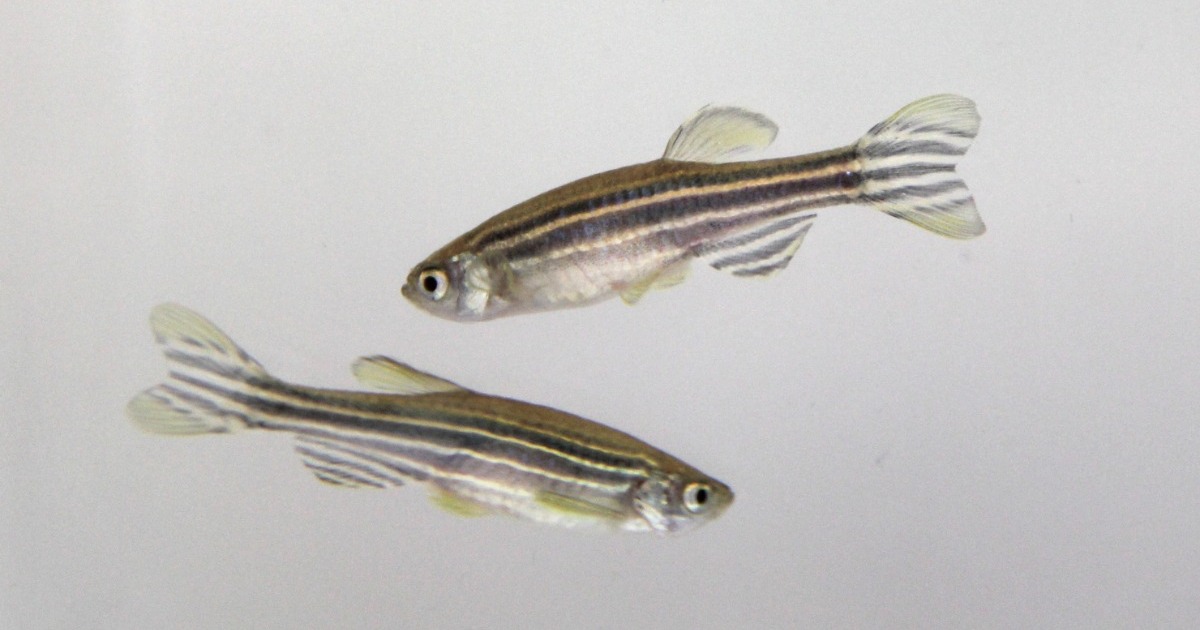 Conference - Zebrafish Disease Models Society Annual Conference 2024