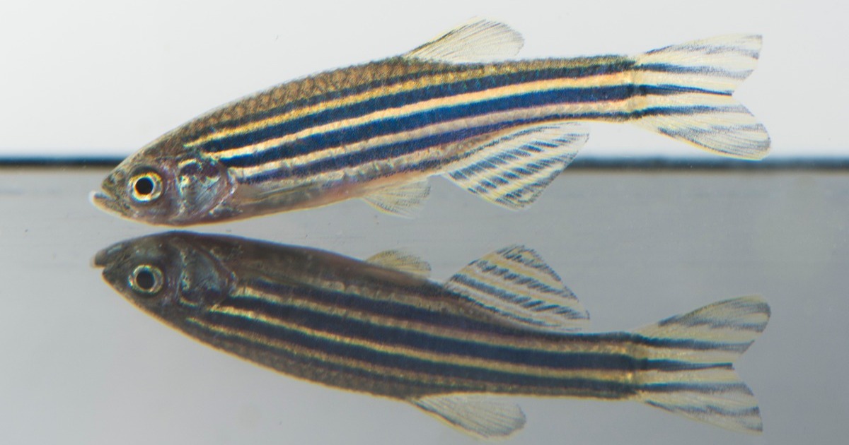 Zebrafish Webinar | Noldus